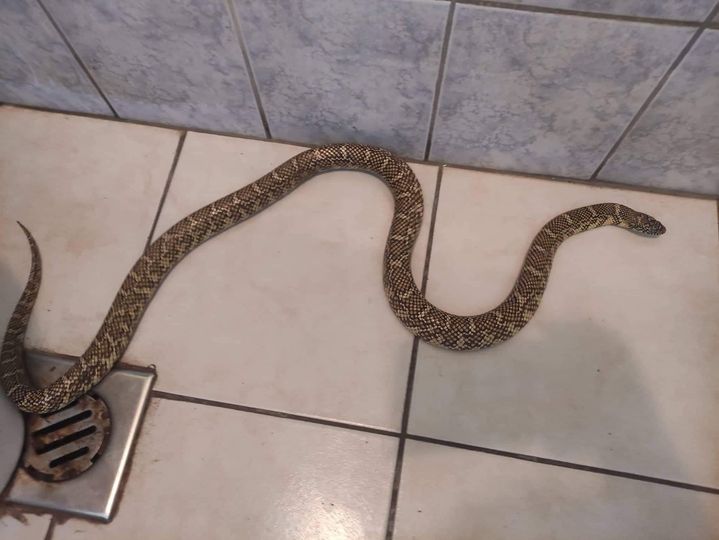 Kígyó a fürdőszobában