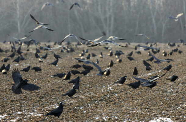 A Pelikán park környékén fészkelnek és telelnek a varjak – Nem javasolják az áthelyezésüket | VAOL