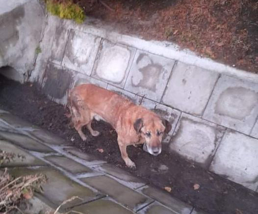 Elveszett kutya miatt derült ki a ceglédi gyilkosság