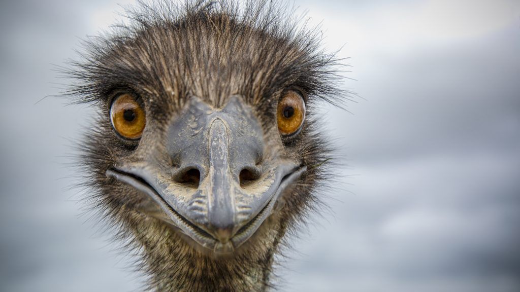 Emu Nagykőrösön