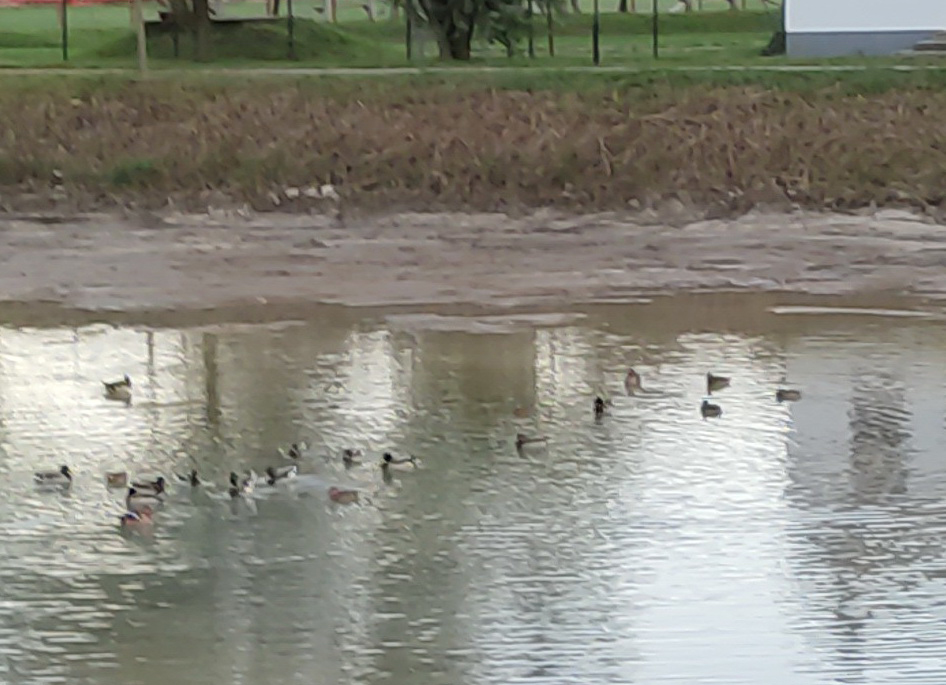 Kacsák a nagykőrösi Csónakázó tóban